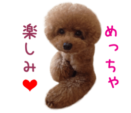 Real DOG Toy Poodle Friends sticker #14474302