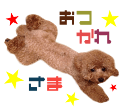 Real DOG Toy Poodle Friends sticker #14474305