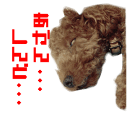 Real DOG Toy Poodle Friends sticker #14474309