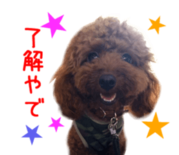 Real DOG Toy Poodle Friends sticker #14474312