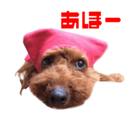 Real DOG Toy Poodle Friends sticker #14474314