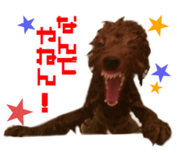 Real DOG Toy Poodle Friends sticker #14474315