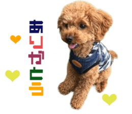 Real DOG Toy Poodle Friends sticker #14474316