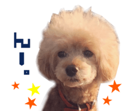 Real DOG Toy Poodle Friends sticker #14474317