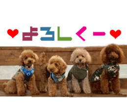 Real DOG Toy Poodle Friends sticker #14474318