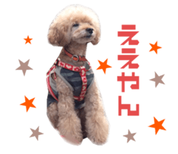 Real DOG Toy Poodle Friends sticker #14474320