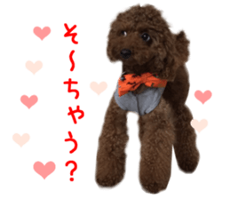 Real DOG Toy Poodle Friends sticker #14474321
