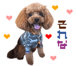 Real DOG Toy Poodle Friends sticker #14474322