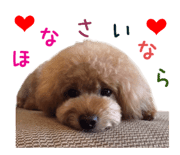 Real DOG Toy Poodle Friends sticker #14474324