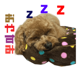 Real DOG Toy Poodle Friends sticker #14474325