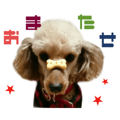 Real DOG Poodle Love Friend