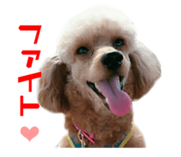 Real DOG Poodle Love Friend sticker #14474770