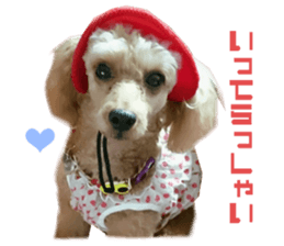 Real DOG Poodle Love Friend sticker #14474773