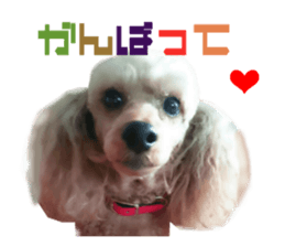 Real DOG Poodle Love Friend sticker #14474776