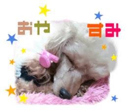 Real DOG Poodle Love Friend sticker #14474781