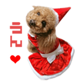 Real DOG Poodle Love Friend sticker #14474782