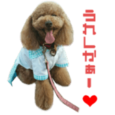 Real DOG Poodle Love Friend sticker #14474784