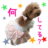 Real DOG Poodle Love Friend sticker #14474786