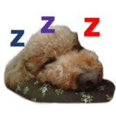 Real DOG Poodle Love Friend sticker #14474789