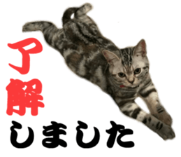 petstamp2016 sticker #14475054