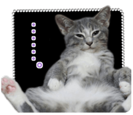 petstamp2016 sticker #14475056