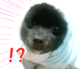 petstamp2016 sticker #14475057