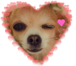 petstamp2016 sticker #14475058