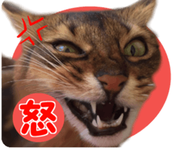petstamp2016 sticker #14475068