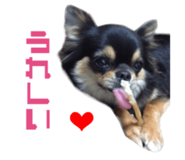 Real DOG Chihuahua Black & Tan2 sticker #14475199