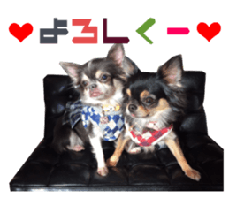 Real DOG Chihuahua Black & Tan2 sticker #14475200