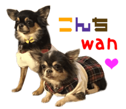 Real DOG Chihuahua Black & Tan2 sticker #14475201