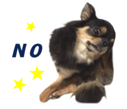 Real DOG Chihuahua Black & Tan2 sticker #14475202