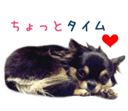 Real DOG Chihuahua Black & Tan2 sticker #14475203