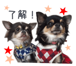 Real DOG Chihuahua Black & Tan2 sticker #14475204
