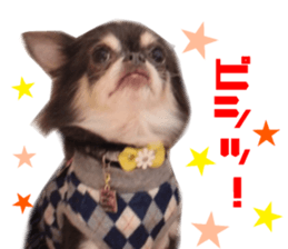 Real DOG Chihuahua Black & Tan2 sticker #14475205