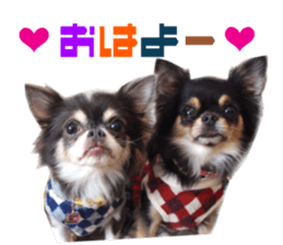 Real DOG Chihuahua Black & Tan2 sticker #14475208