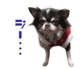 Real DOG Chihuahua Black & Tan2 sticker #14475209