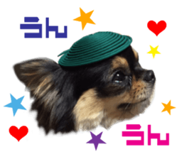 Real DOG Chihuahua Black & Tan2 sticker #14475210