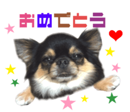 Real DOG Chihuahua Black & Tan2 sticker #14475211