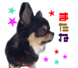 Real DOG Chihuahua Black & Tan2 sticker #14475212