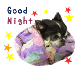 Real DOG Chihuahua Black & Tan2 sticker #14475213