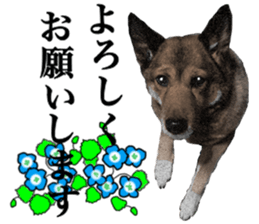 Lovely dog: SHIBU sticker #14478934