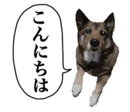 Lovely dog: SHIBU sticker #14478935