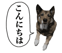 Lovely dog: SHIBU sticker #14478935