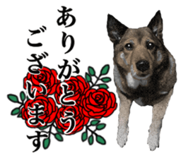 Lovely dog: SHIBU sticker #14478936