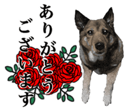 Lovely dog: SHIBU sticker #14478936