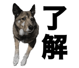 Lovely dog: SHIBU sticker #14478937