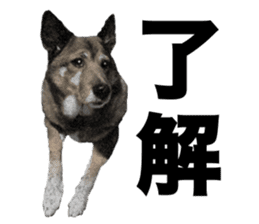 Lovely dog: SHIBU sticker #14478937