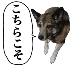Lovely dog: SHIBU sticker #14478938