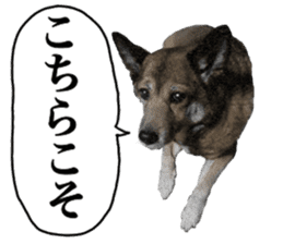 Lovely dog: SHIBU sticker #14478938